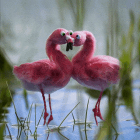 Flamingos in Love | birthday eCard sent via WhatsApp