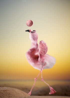 Flamingo Volleyball - mobile ecard sent as a WhatsApp card